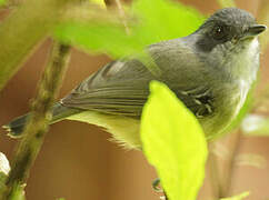 Plain Antvireo