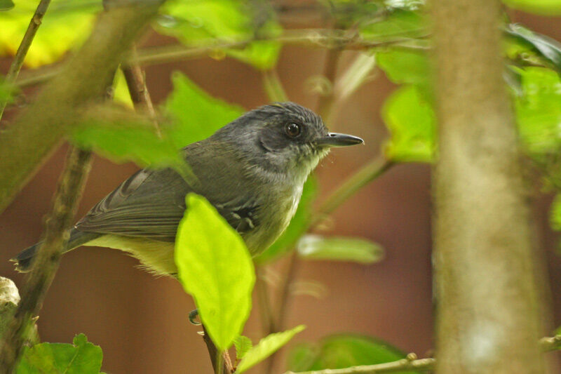 Plain Antvireo