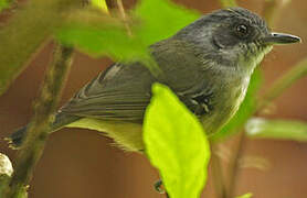 Plain Antvireo