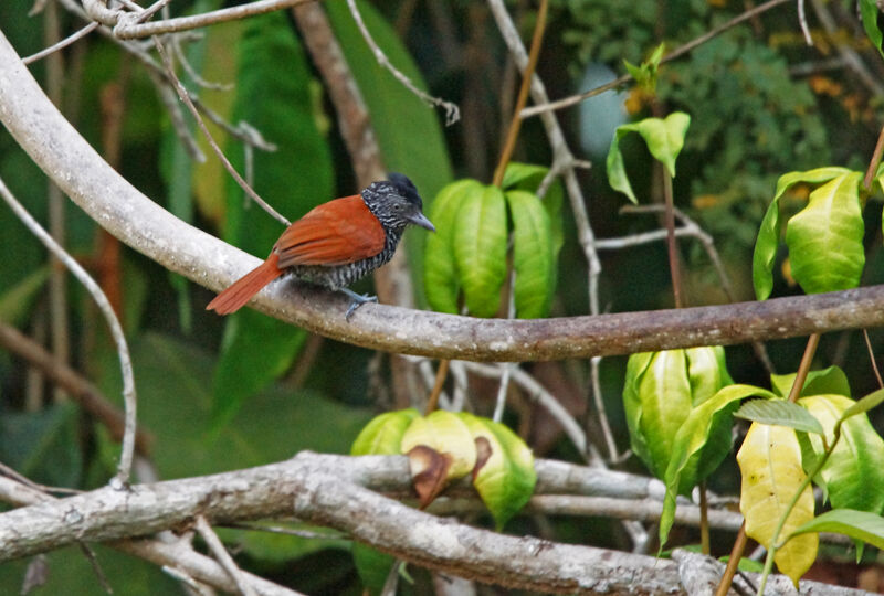 Chestnut-backed Antshrike