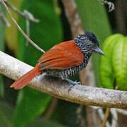 Chestnut-backed Antshrike