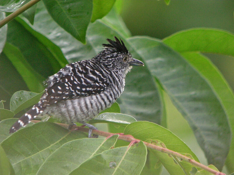 Barred Antshrike male adult, identification