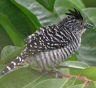 Barred Antshrike