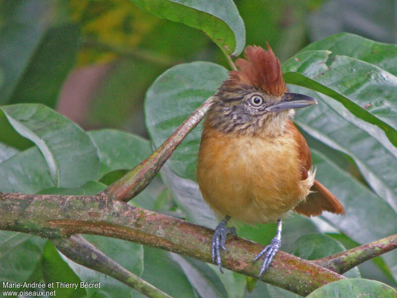 Barred Antshrike female adult, close-up portrait