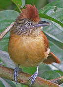 Barred Antshrike