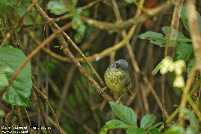 Spot-breasted Antvireo