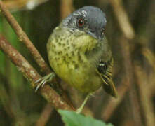 Spot-breasted Antvireo