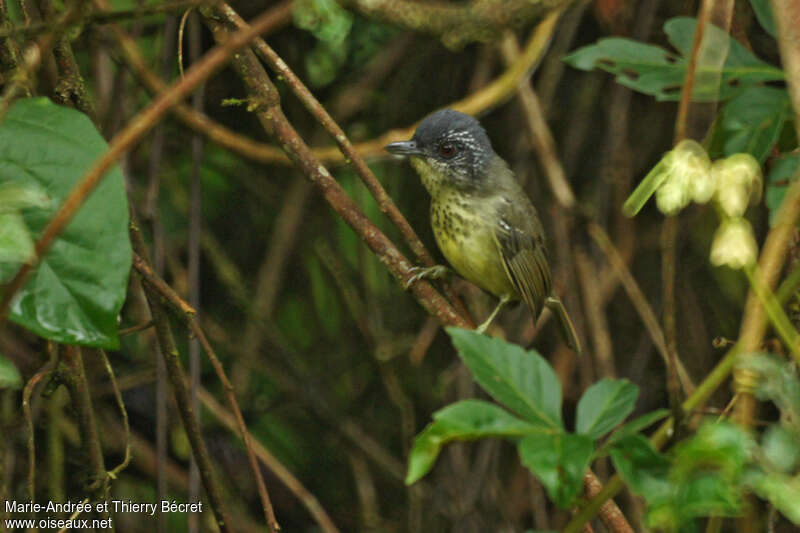 Batara tachet mâle adulte, identification