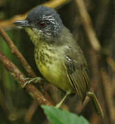 Spot-breasted Antvireo