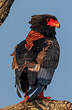 Bateleur des savanes