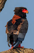 Bateleur