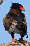 Bateleur des savanes