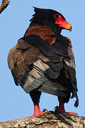 Bateleur