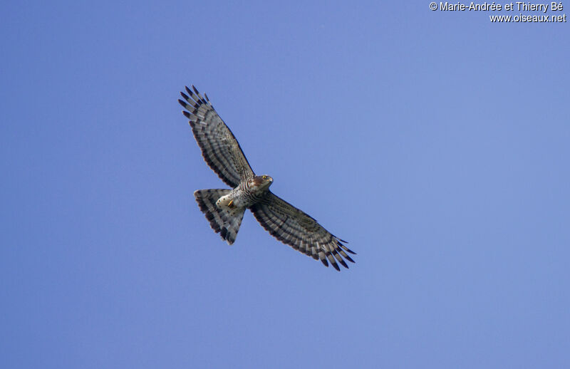 African Cuckoo-Hawk, Flight