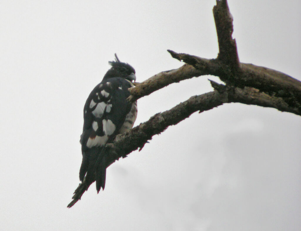 Black Baza