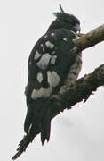 Black Baza