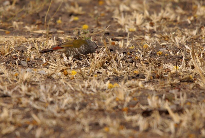 Green-winged Pytilia