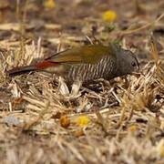 Green-winged Pytilia