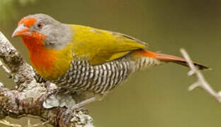 Green-winged Pytilia