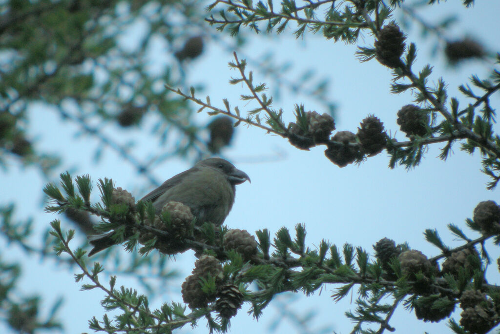 Red Crossbill