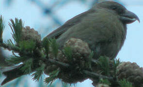 Red Crossbill