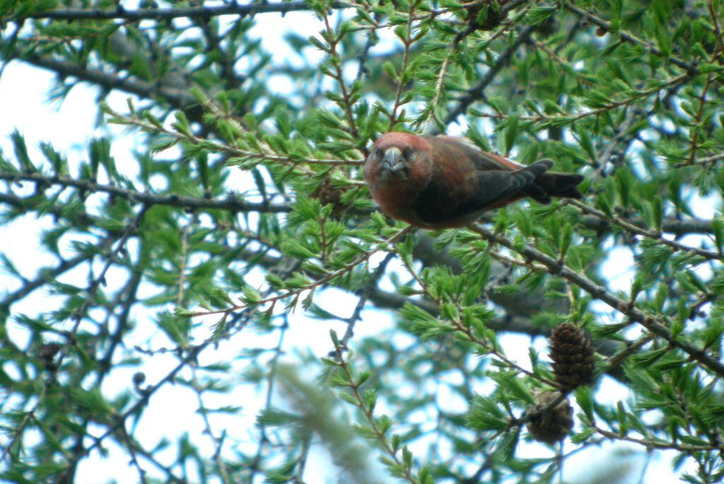 Bec-croisé des sapins mâle