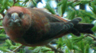 Red Crossbill