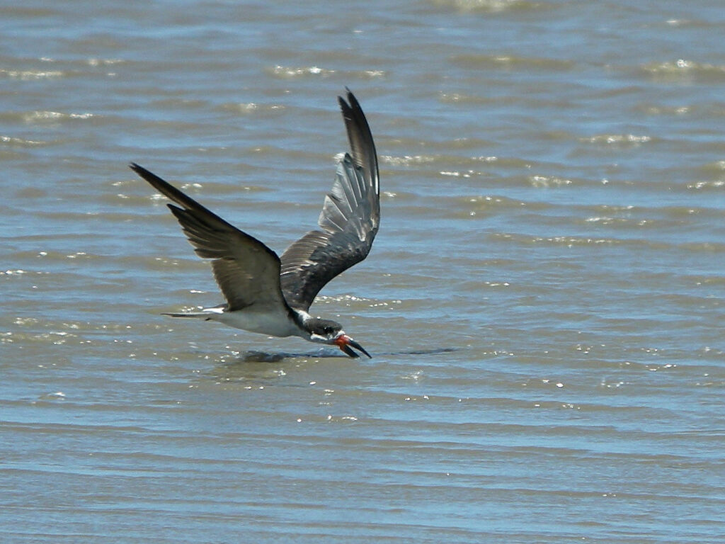 Black Skimmer