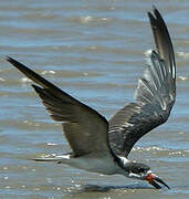 Black Skimmer