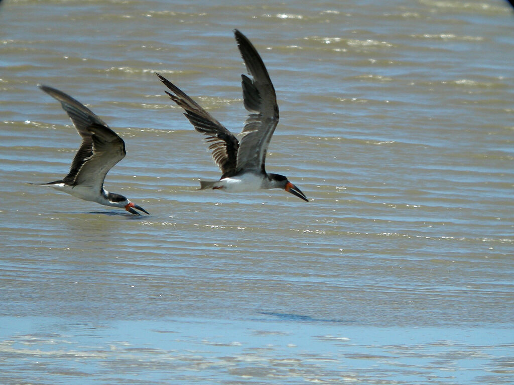 Black Skimmer