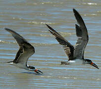 Black Skimmer