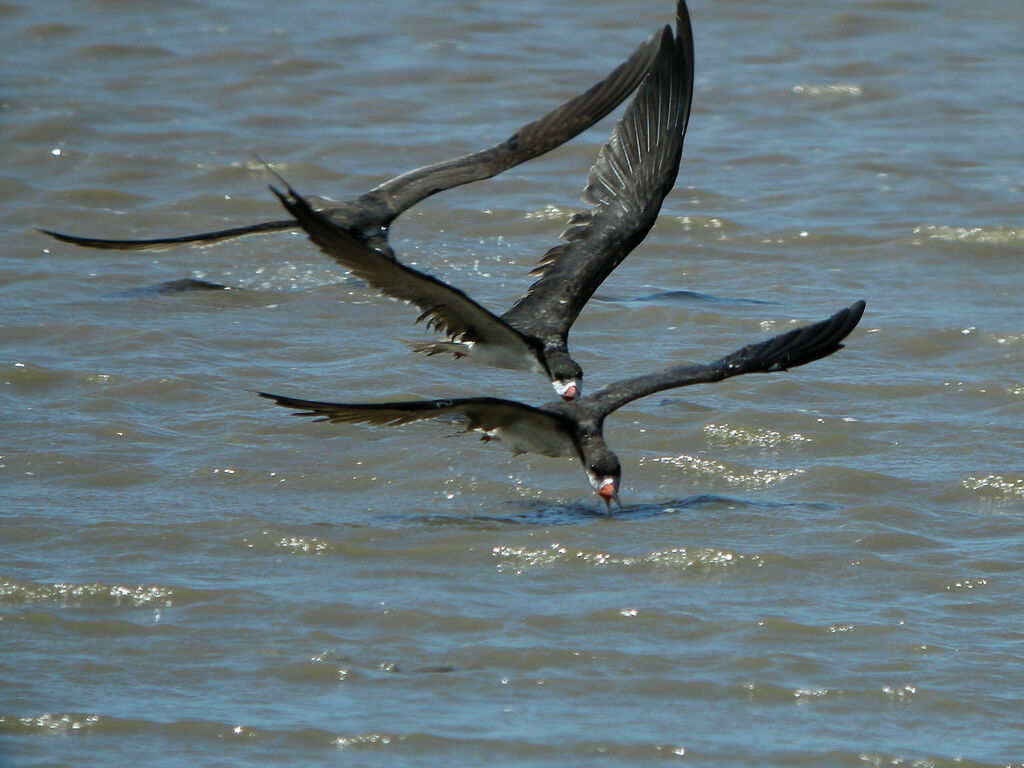 Black Skimmer