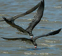 Black Skimmer