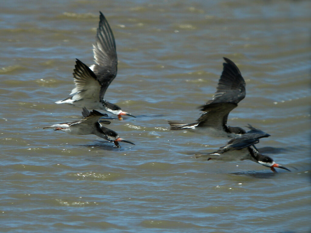 Black Skimmer