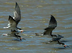 Black Skimmer