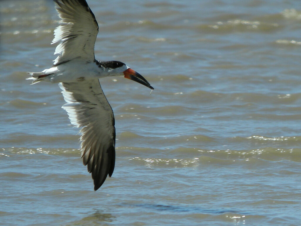 Black Skimmer