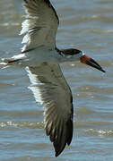 Black Skimmer