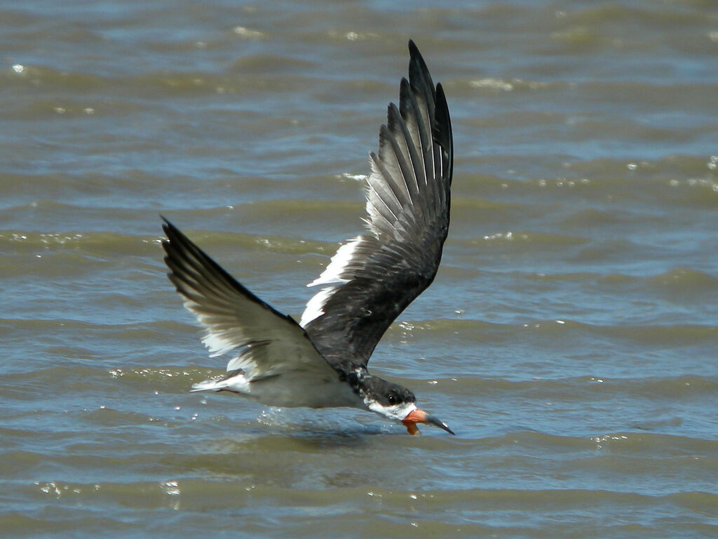 Black Skimmer