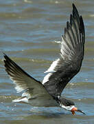 Black Skimmer