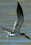 Black Skimmer