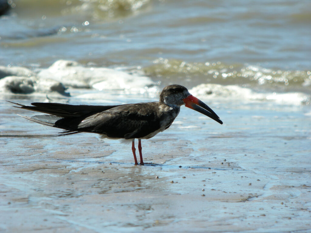 Black Skimmer