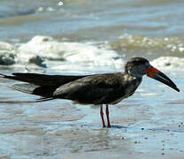 Black Skimmer