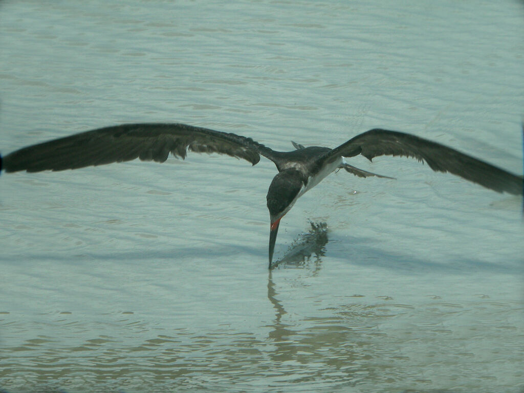 Black Skimmer