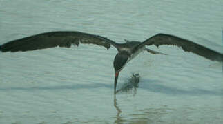 Black Skimmer