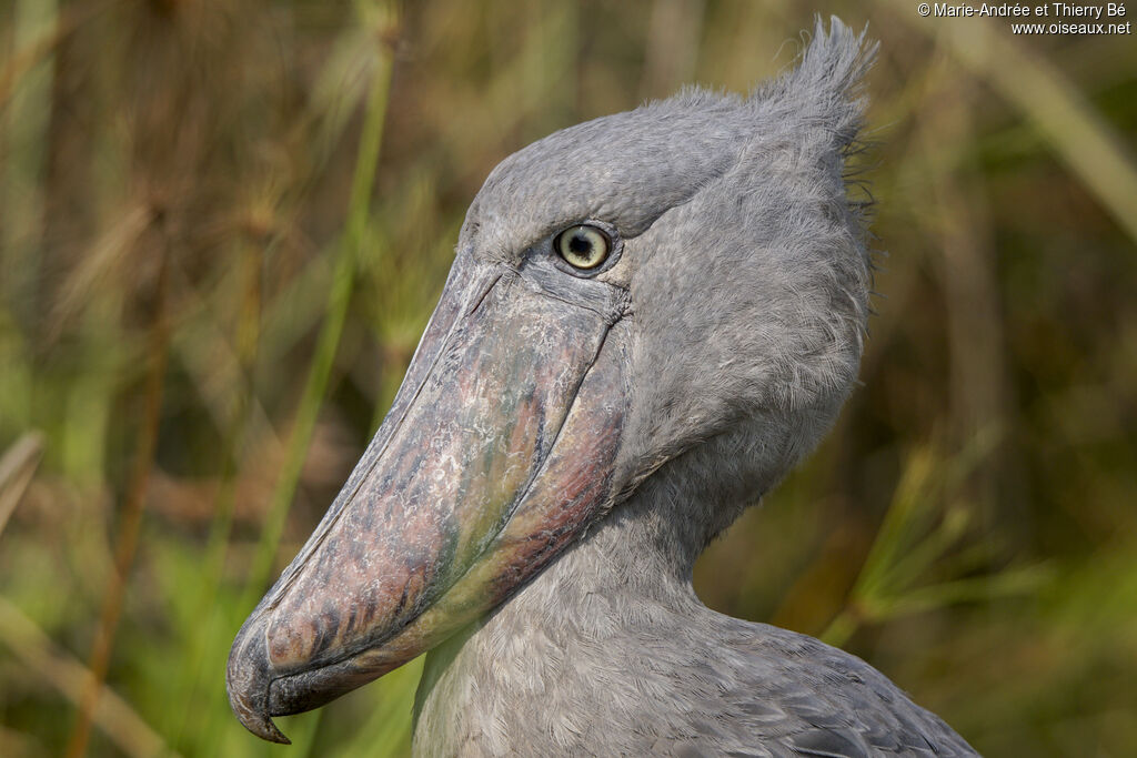 Shoebill