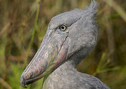 Shoebill