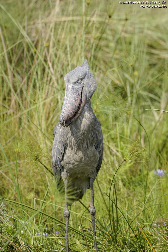 Shoebill