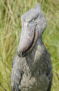 Shoebill