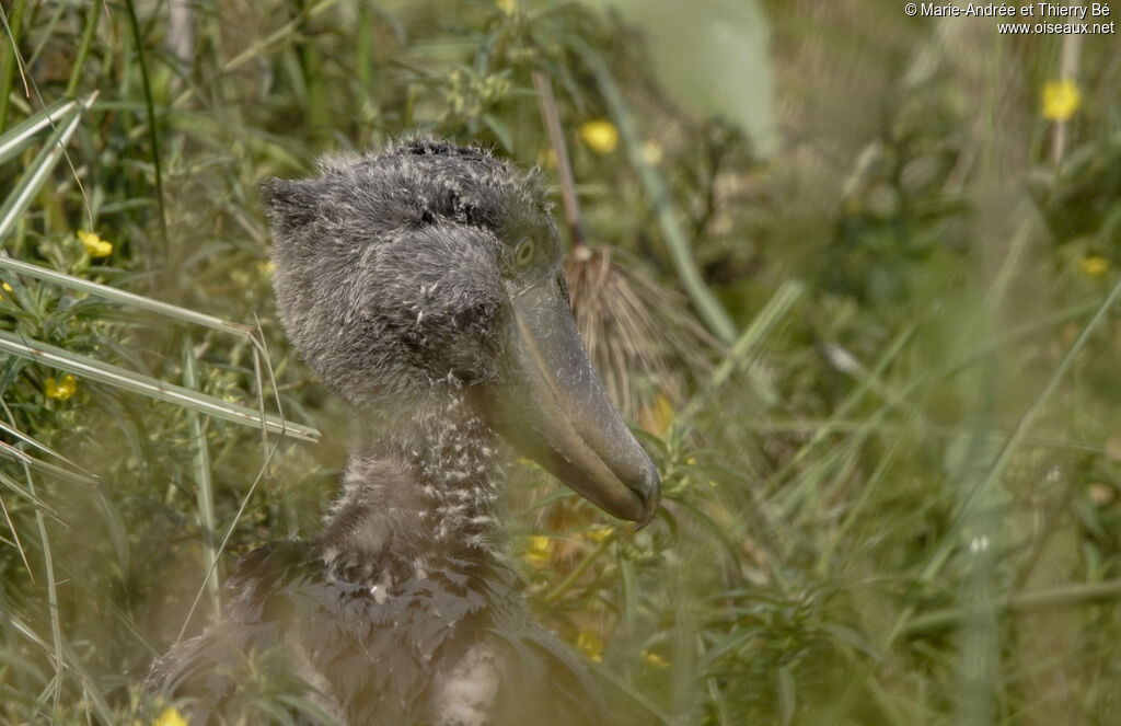 Shoebilljuvenile