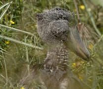 Shoebill